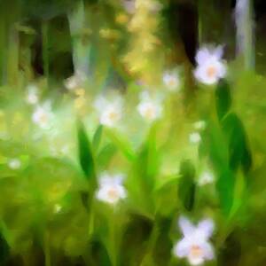 White orchids growing in very green woods with small wildflowers behind them, impressionist