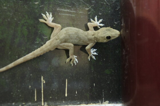 Gecko in the bath