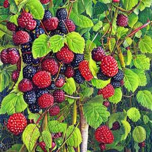 Patrick Woodroffe painting of a huge caches of bright blackberries and raspberries growing in a small back yard