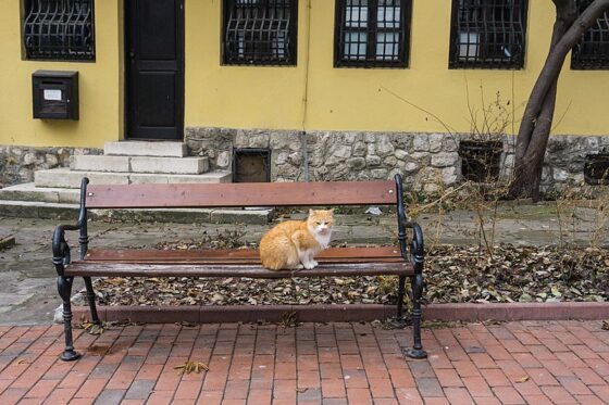 A cat sitting on a bench, Varna, December, 2018