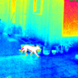 Thermal Cat Walking