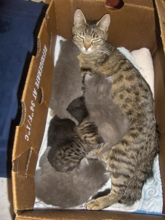 17 days and her kittens weigh more than she does.