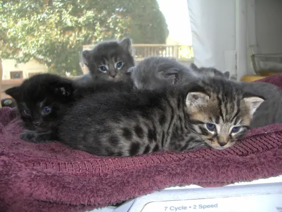 A beautiful batch of blue eyed kittens.