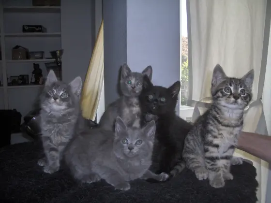 Tortuga's 5 kittens