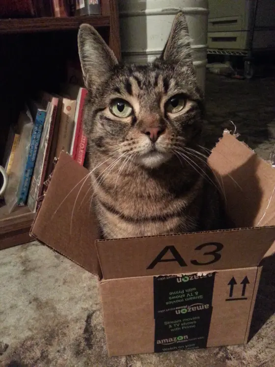 Tortuga also loved a good box, like all cats.