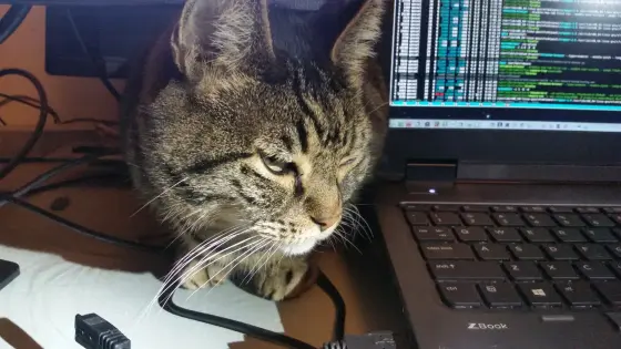 Tortuga is pretty sure she can get that control key.