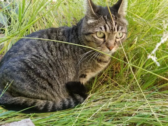 A kitty on pawtroll in the tall grass.