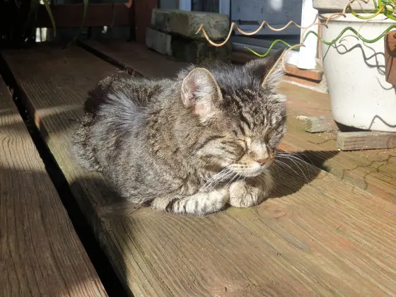 Tortuga sleeping on the deck in her last days.